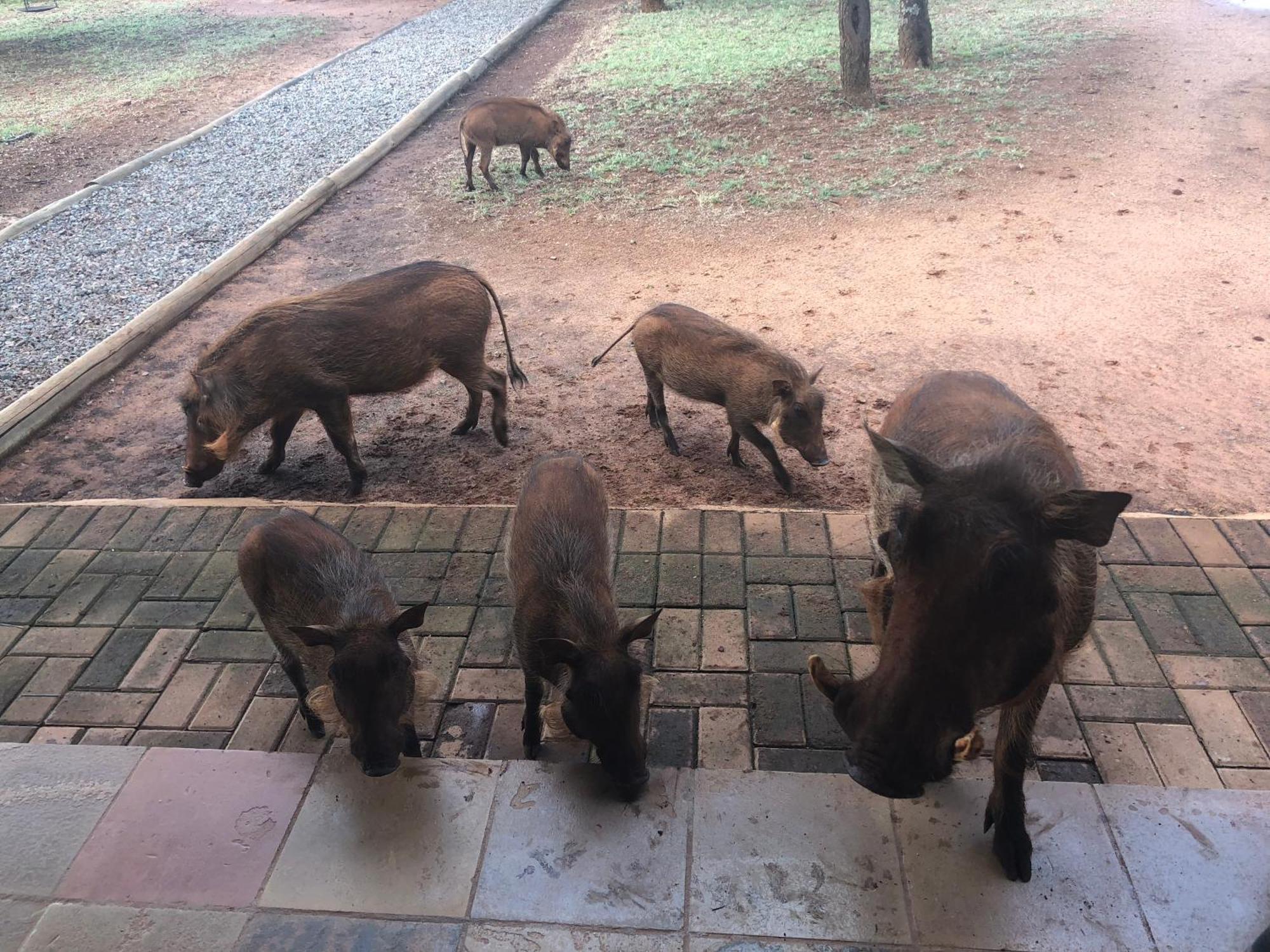 Makhato Bush Lodge 111 Bela-Bela Dış mekan fotoğraf